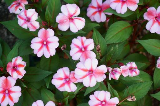サンパチェンス 花 サンパチェンス 花の写真