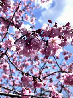空と桜3 空と桜3の写真