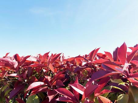 紅く色づいたカナメモチの葉 紅く色づいたカナメモチの葉の写真
