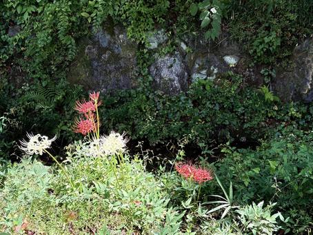 赤と白の彼岸花の共演 赤と白の彼岸花の共演 白い彼岸花,自然,秋の花の写真素材