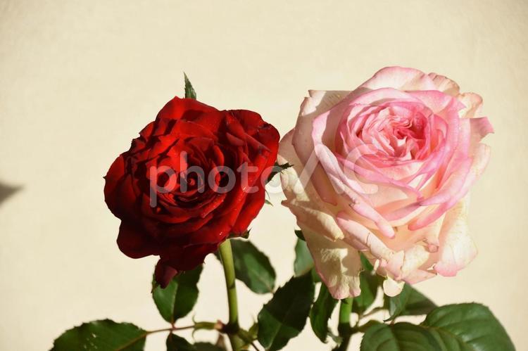 赤とピンクのばら 赤い薔薇,赤,ばらの写真素材