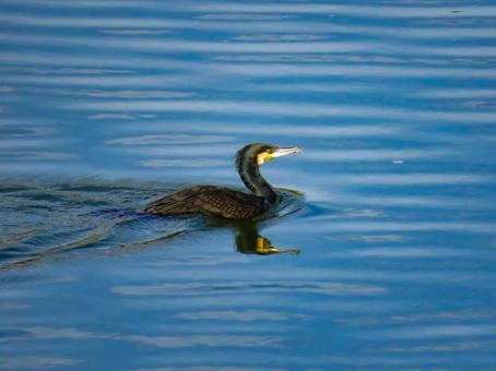 池で泳ぐカワウ 池で泳ぐカワウ カワウ,野鳥,動物の写真素材