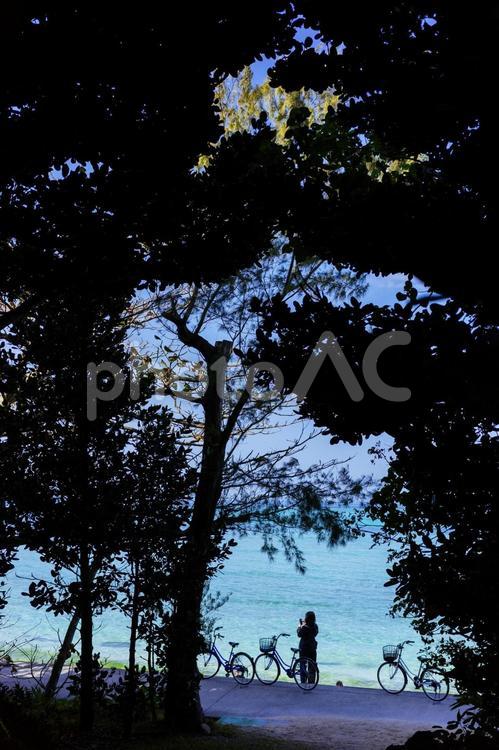 備瀬のフクギ並木 備瀬のフクギ並木,フクギ並木,人の写真素材