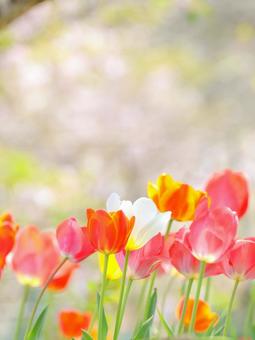 Tulips, JPG Tulips, JPG