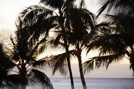 ヤシの木 ヤシの木 ヤシの木,ハワイ,夕方の写真素材
