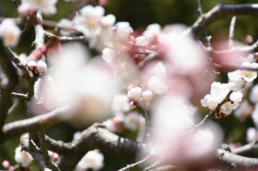 花びらアップ 花びらアップの写真