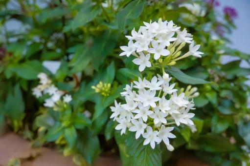 白い花 ペンタス 白い花 ペンタスの写真