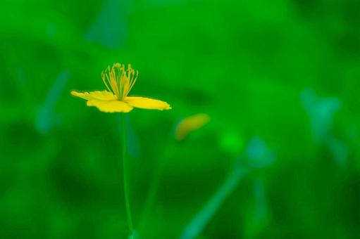 花模様ー季節の花 花模様ー季節の花の写真
