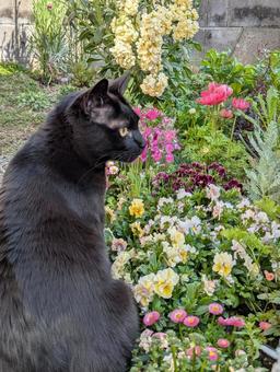 お花を眺める黒猫3 お花を眺める黒猫3 くろねこ,横顔,おすわりの写真素材