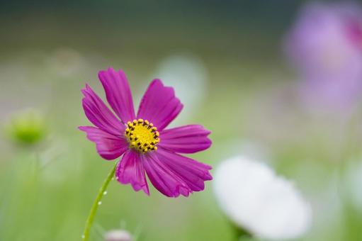 雨の日のコスモス畑 雨の日のコスモス畑 秋桜,秋,10月の写真素材