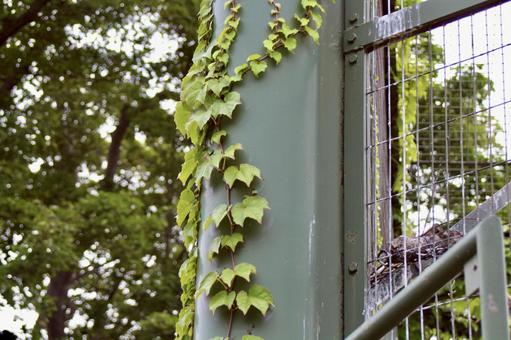 柱に生える蔦 柱に生える蔦の写真