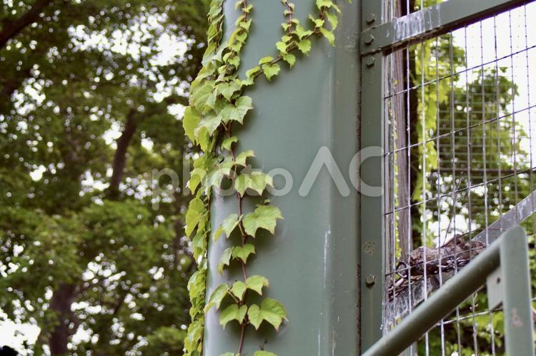 柱に生える蔦 つた,柱,緑の写真素材