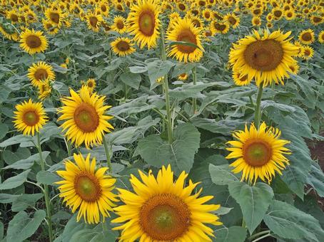 8月のひまわり畑 8月のひまわり畑 ひまわり,ヒマワリ,サンフラワーの写真素材