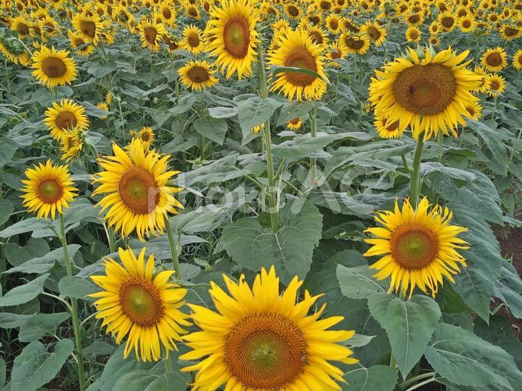 8月のひまわり畑 ひまわり,ヒマワリ,サンフラワーの写真素材