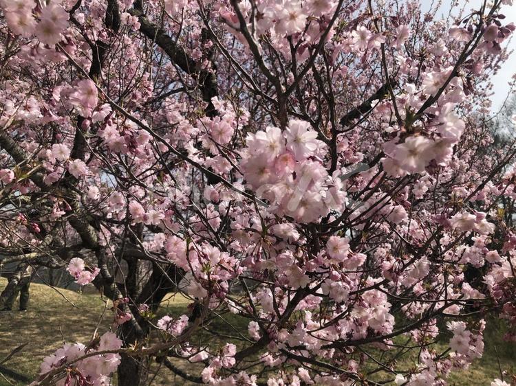 満開の桜の花　 満開,桜,花の写真素材