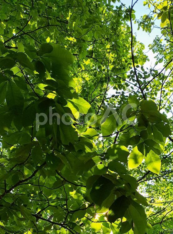新緑　北海道 新緑,春,林の写真素材
