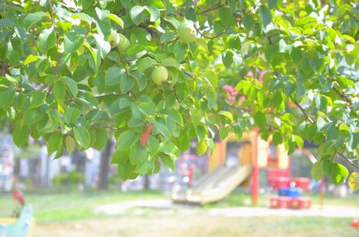 公園 公園の写真
