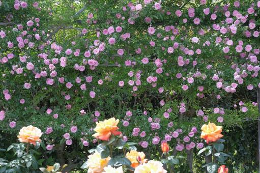Photo, rose, garden, hedge, 