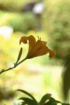 蝉が鳴き梅雨が明け:ノカンゾウ7 蝉が鳴き梅雨が明け:ノカンゾウ7 植物,ノカンゾウ,野萱草の写真素材