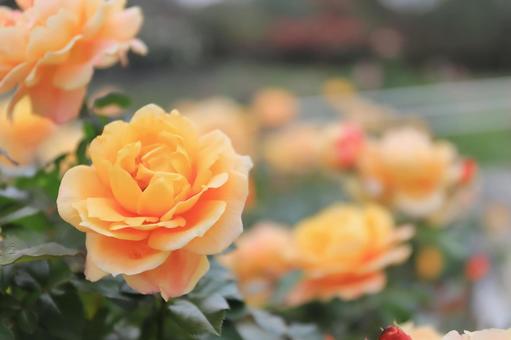 オレンジの薔薇の花（万葉） ばら,バラ,薔薇の写真素材