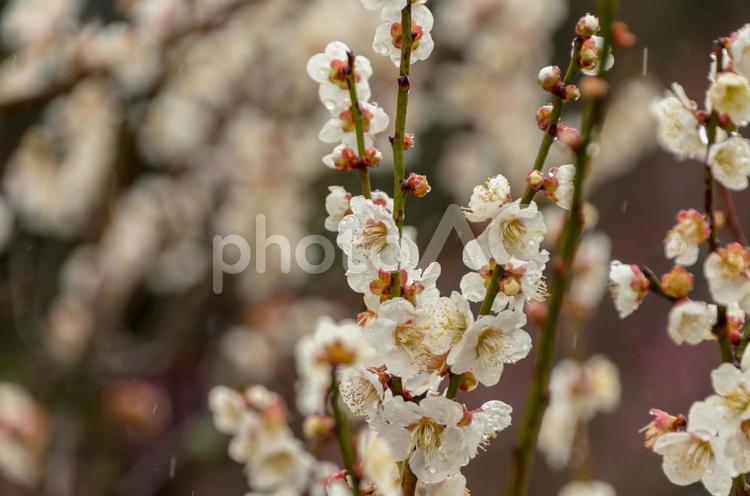 雨に濡れる白梅の枝 梅,花,花びらの写真素材