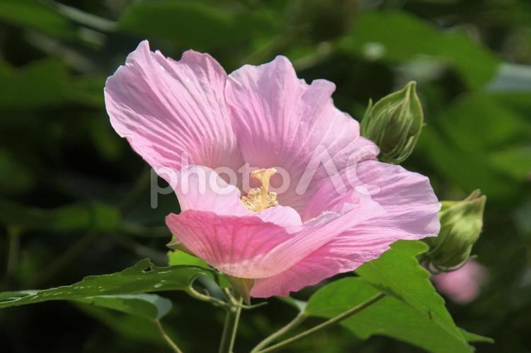 フヨウ・芙蓉のマクロ写真 フヨウ・芙蓉,風景,壁紙の写真素材