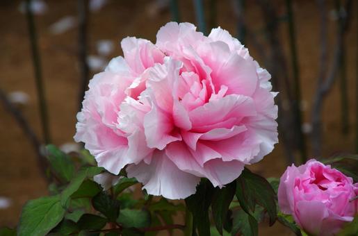 Peony 'Muramatsuzakura', JPG