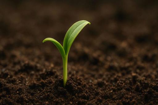 土から目を出す新芽の写真