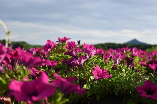 鮮やか!夏の彩り、花と空 鮮やか!夏の彩り、花と空の写真