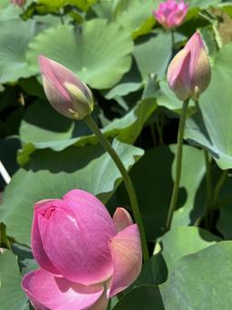 ハスの花とふたつの蕾 ハス,大賀ハス,蓮池の写真素材