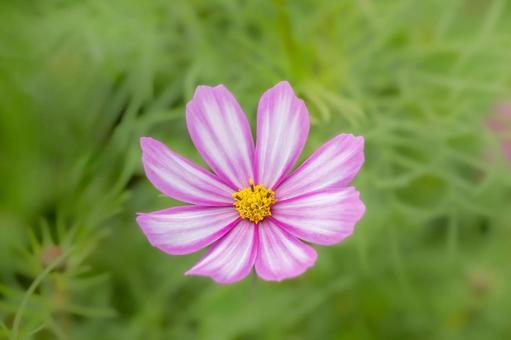 コスモス コスモス,コスモス畑,秋の写真素材