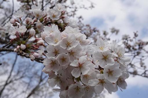 桜 桜の写真