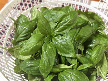 バジル　2502 バジル,スイートバジル,ハーブの写真素材