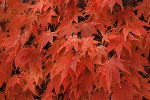 赤いもみじの葉 紅葉,葉,木の葉の写真素材
