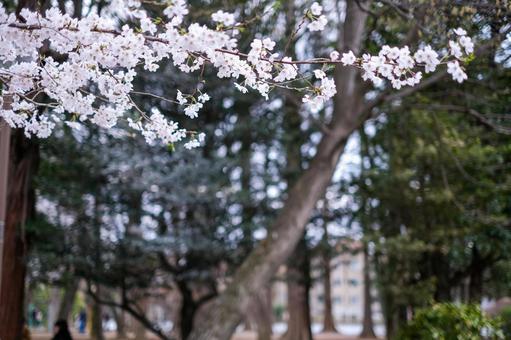 Cherry blossoms at Bessho Numa Park, JPG