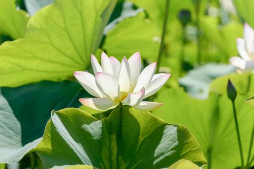大きな葉に包まれて咲く白い蓮の花 大きな葉に包まれて咲く白い蓮の花 蓮,白,花の写真素材