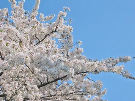 青空と桜 青空と桜の写真