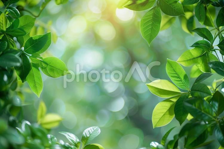 新緑と玉ボケが美しい自然背景 葉,新緑,背景の写真素材