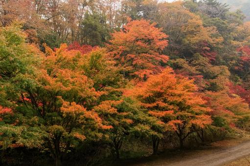 紅葉 紅葉,養老渓谷,筒森もみじ谷の写真素材