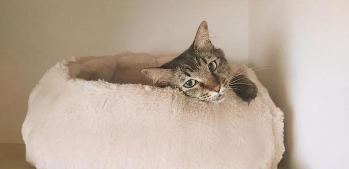 ねこ ねこ ねこ,猫,ふわふわの写真素材