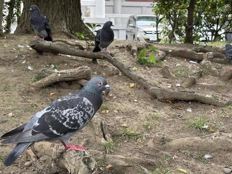 鳩の休憩 鳩の休憩の写真
