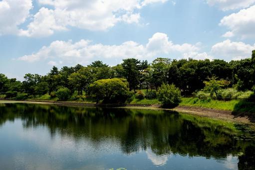 桃山公園の夏 桃山公園の夏の写真