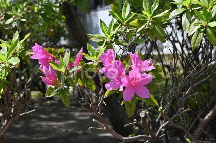 サツキの花 皐月,サツキツツジ,さつきの写真素材