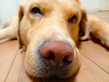 家でくつろぐラブラドールレトリーバー11 家でくつろぐラブラドールレトリーバー11 ラブラドールレトリバー,犬,ペットの写真素材