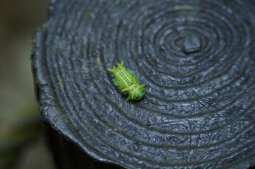 イラガの幼虫 イラガの幼虫の写真