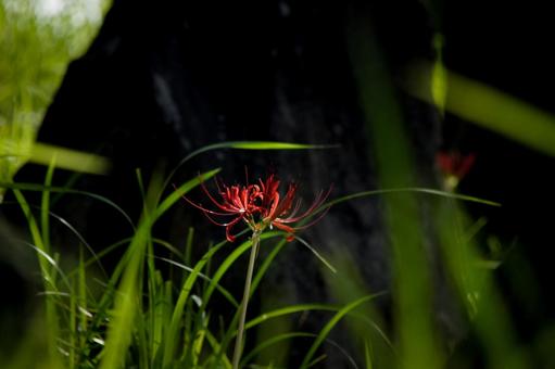 ＜素材＞秋の公園に咲く真っ赤なヒガンバナ 彼岸花,ヒガンバナ,曼珠沙華の写真素材