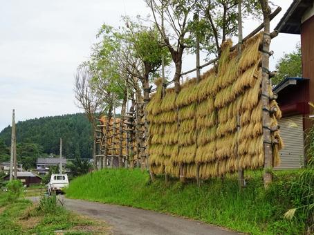 はざかけの風景 はざかけの風景 はざかけ,天日干し,収穫期の写真素材