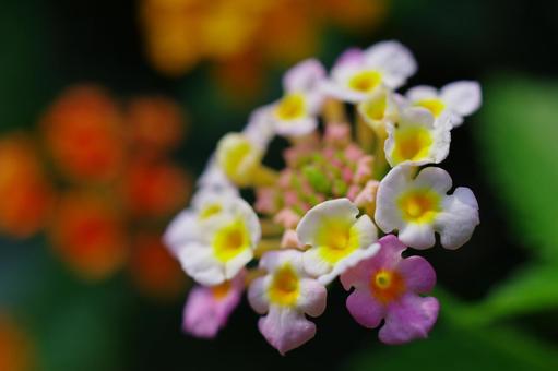 ランタナ 花 植物 ランタナ 花 植物の写真