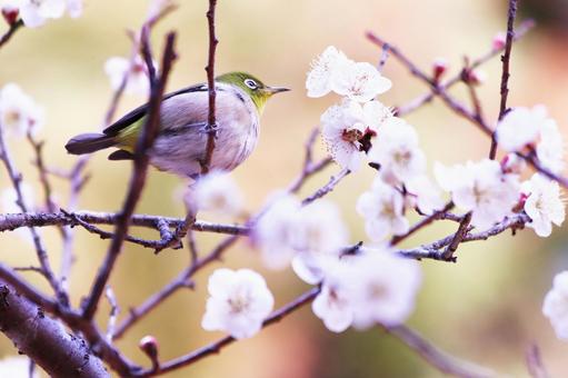 満開の梅の花と可愛いメジロ 満開の梅の花と可愛いメジロの写真