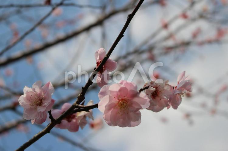  青い空と梅の花6 blossom,plum,ウメの写真素材